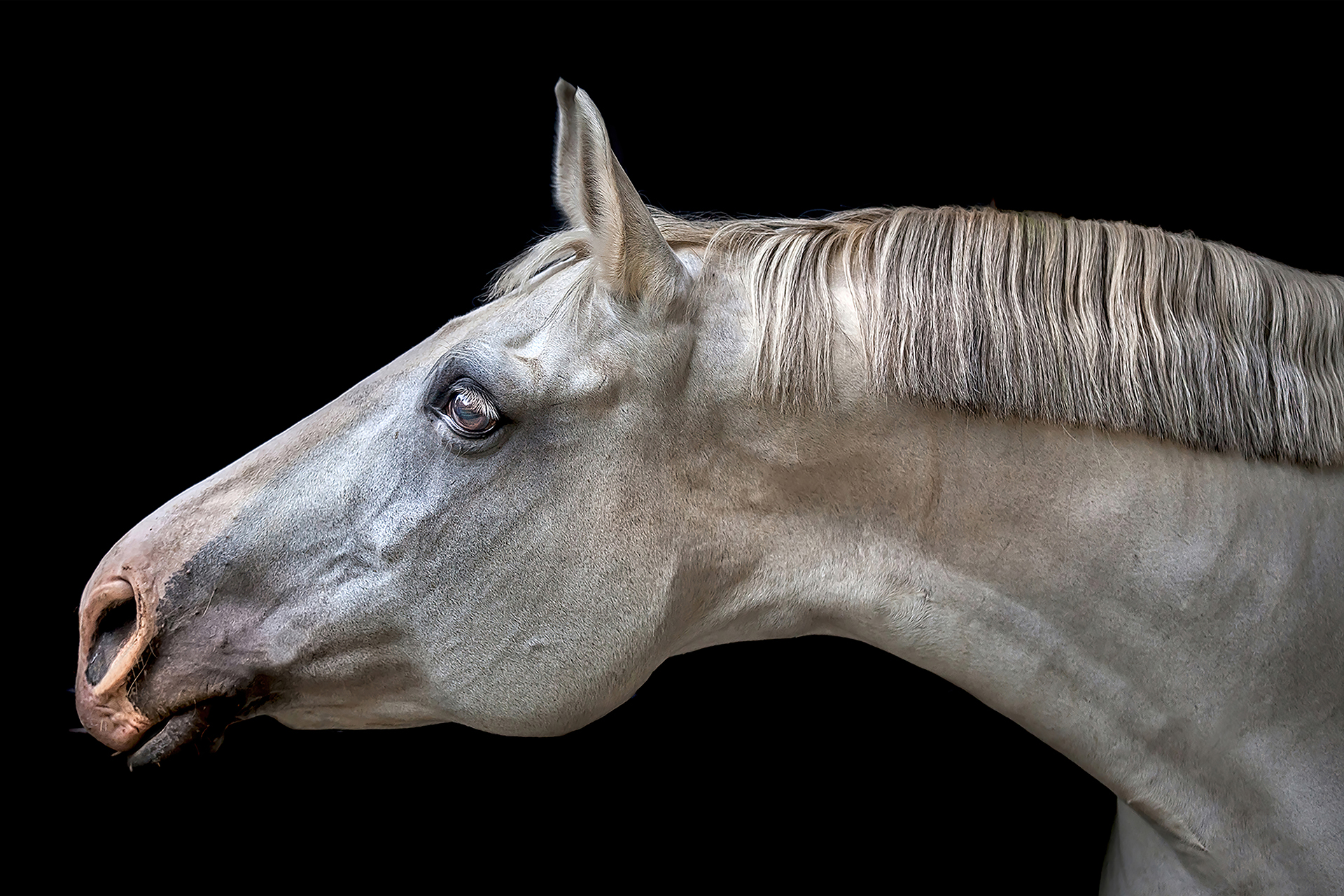 Rade Lukovic (North Macedonia) Primadona